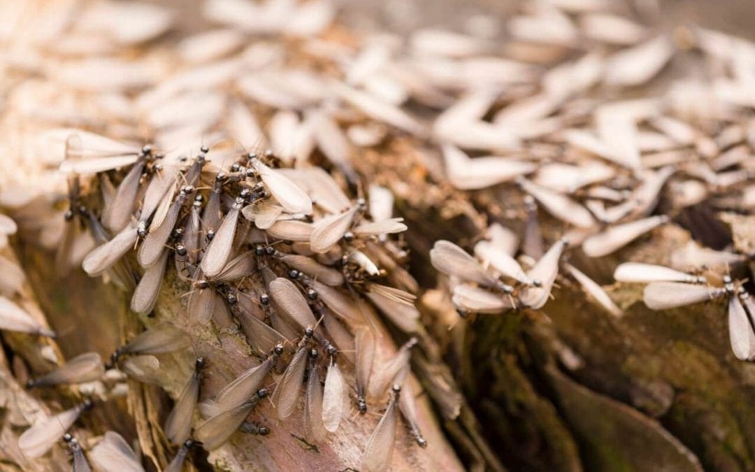 signs of termites