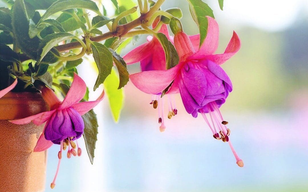 6 Attractive Plants for Your Patio