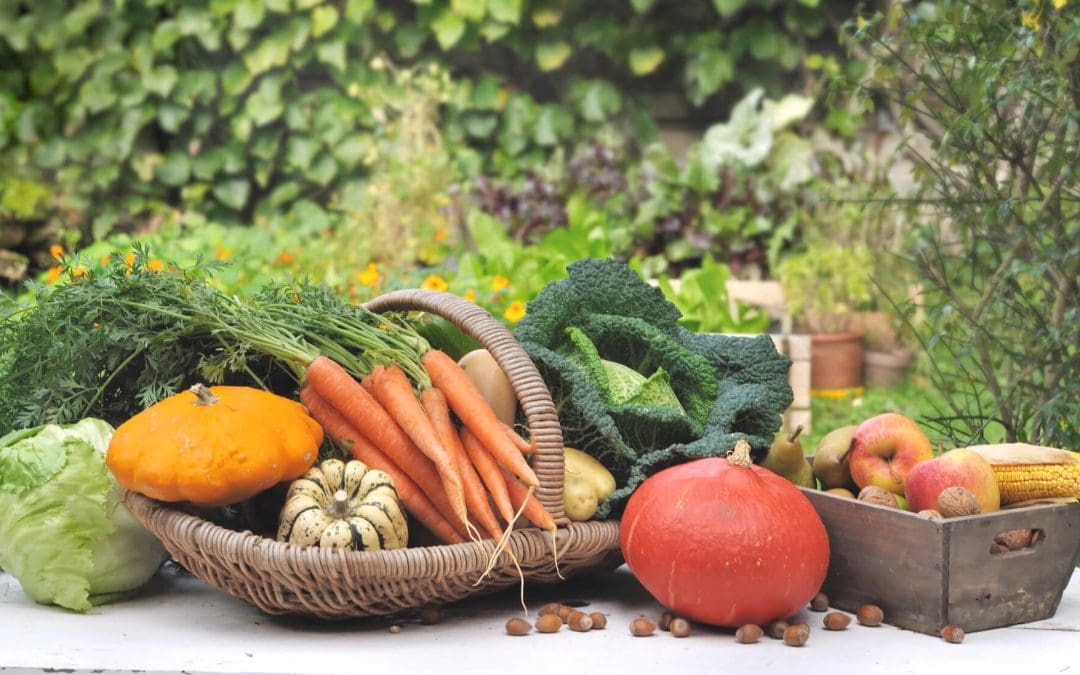 5 Tips for Preparing Your Fall Garden